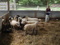 Blackhall - Flock 380