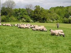 Blackhall - Flock 380