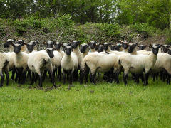 blackhall yearlings