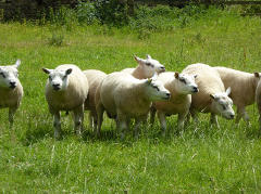 Beltex at charndon