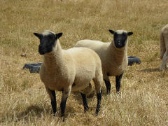 Charndon rams