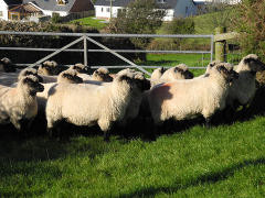 Cwm March - Flock 249