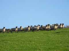 Cwm March - Flock 249