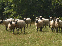 flock running