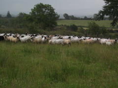 Hallsford - Flock 274