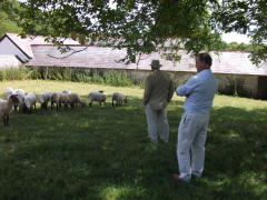 St Fagans.Sain Ffagan Flock 347