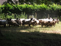 St fagans flock 