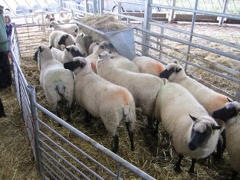 treberfedd yearlings
